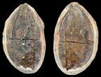 Triassic Fossil Fish (Boreosomus) In Nodule - Madagascar #53655-1